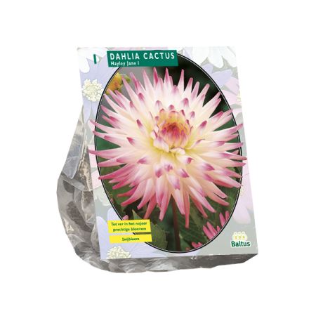Dahlia cactus hayley jane 1st
