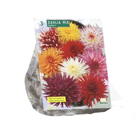 Dahlia cactus mix 3st