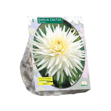 Dahlia cactus my love 1st