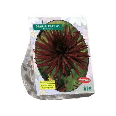 Dahlia cactus nuit dete 1st