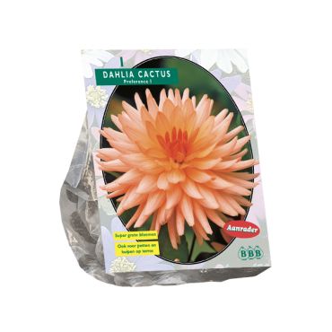 Dahlia cactus preference 1st