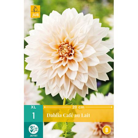Dahlia Cafe Au Lait
