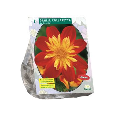 Dahlia collarette la giocond 1st