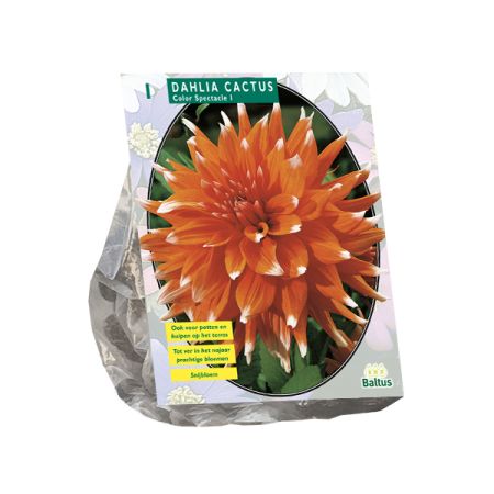 Dahlia colour spectacle 1st
