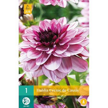 Dahlia creme de cassis 1st