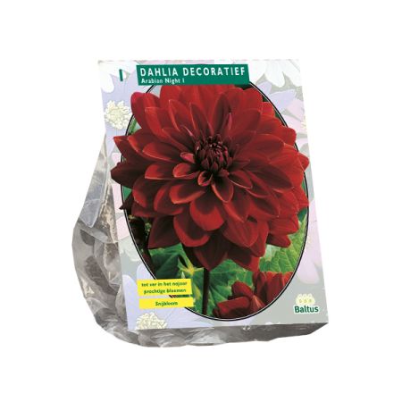 Dahlia deco arabian night 1st