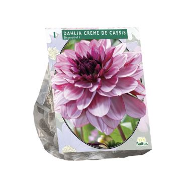 Dahlia deco creme de cassis 1st