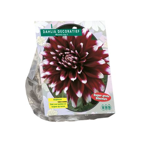 Dahlia deco mistery day 1st