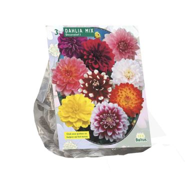 Dahlia deco mix