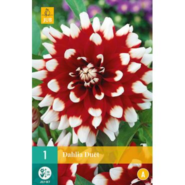 Dahlia duet 1st
