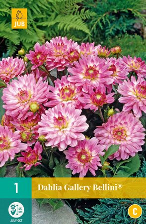 Dahlia Gallery Bellini