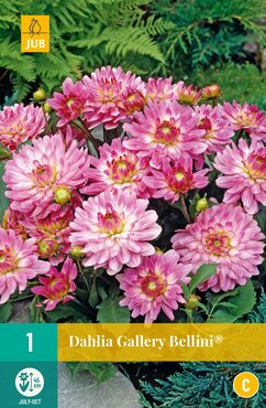 Dahlia Gallery Bellini