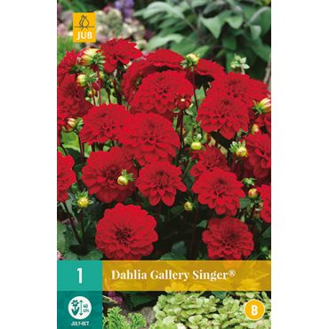 Dahlia gallery singer 1st