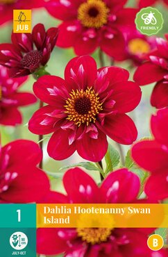 Dahlia Hootenanny-Swan Island