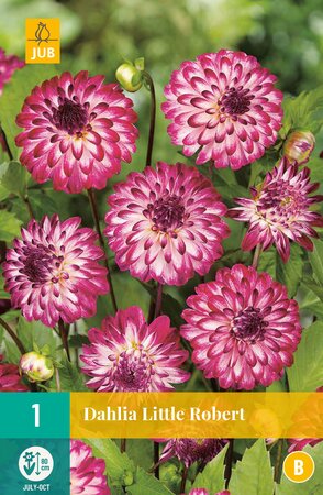 Dahlia Little Robert