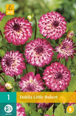 Dahlia Little Robert