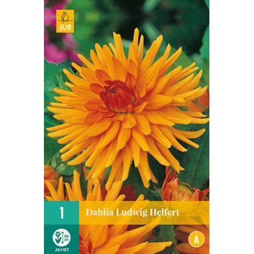 Dahlia ludwig helfert 1st