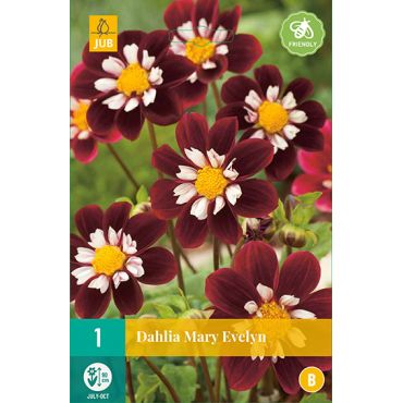 Dahlia mary evelyn 1st