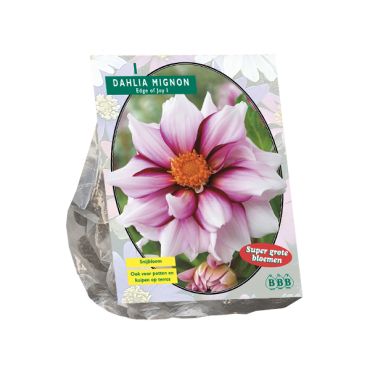 Dahlia mignon edge of joy 1st