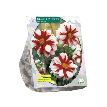 Dahlia mignon fire and ice 1st