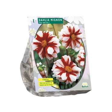 Dahlia mignon fire and ice 1st