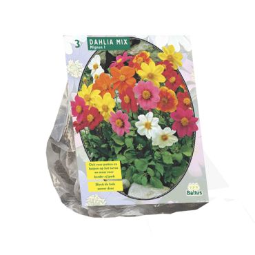 Dahlia mignon mix 3st