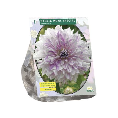 Dahlia moms special 1st