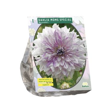 Dahlia moms special 1st