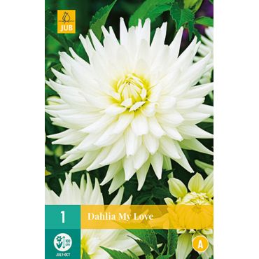 Dahlia my love 1st