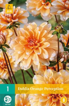 Dahlia Orange Perception
