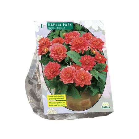 Dahlia park berliner kleene 1st
