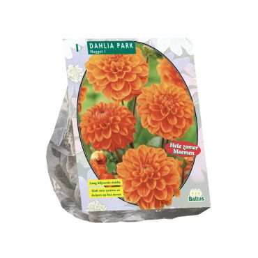 Dahlia park nugget 1st