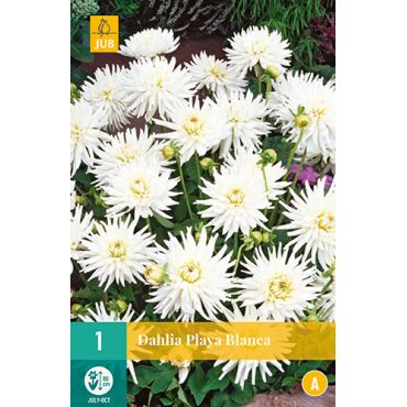 Dahlia playa blanca 1st