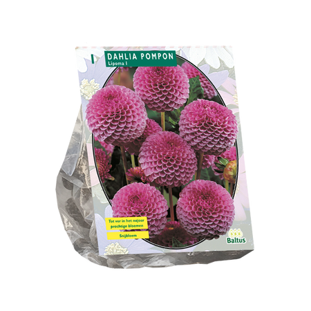 Dahlia Pompon Lipoma