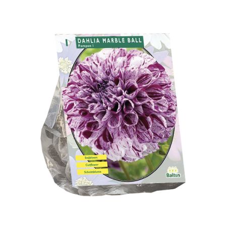 Dahlia pompon marble ball 1st