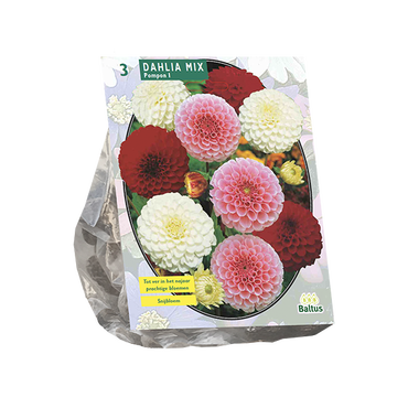 Dahlia Pompon Mix