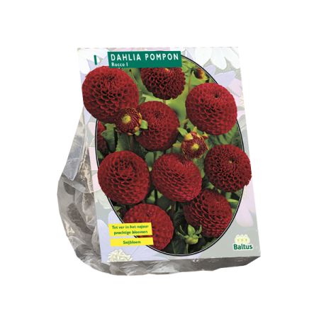Dahlia pompon rocco 1st