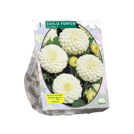 Dahlia pompon snowflake 1st