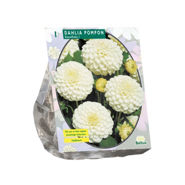 Dahlia pompon snowflake 1st