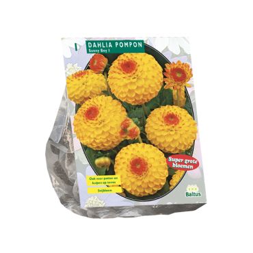 Dahlia pompon sunny boy 1st