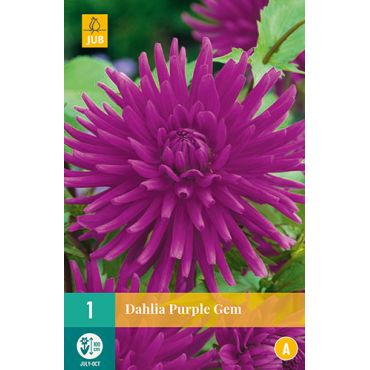 Dahlia purple gem 1st