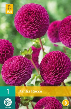 Dahlia Rocco