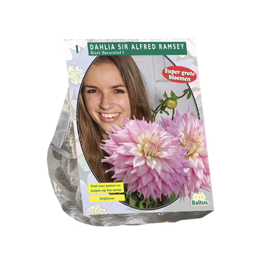 Dahlia Giant Dec. Sir Alfred Ramsey