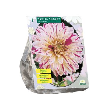 Dahlia smokey