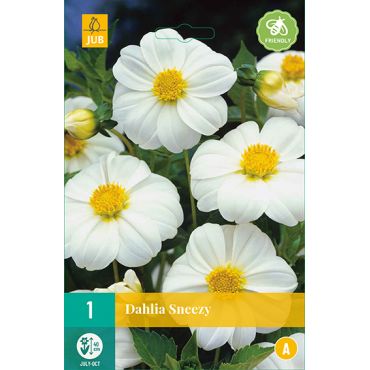 Dahlia sneezy 1st