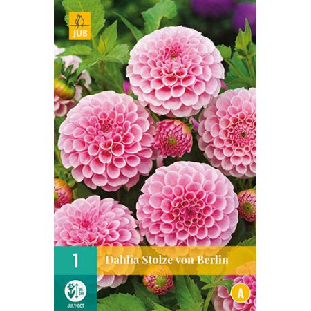 Dahlia stolze von berlin 1st