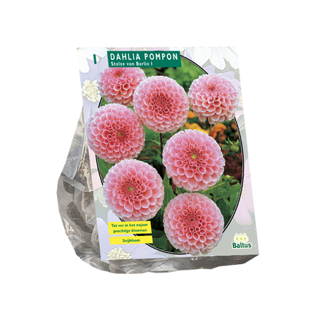 Dahlia Pompon Stolze von Berlin