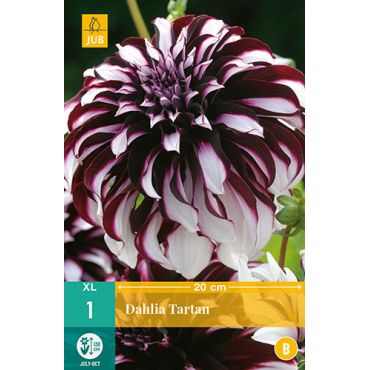 Dahlia tartan 1st