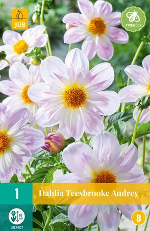 Dahlia Teesbrooke Audrey