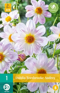 Dahlia Teesbrooke Audrey